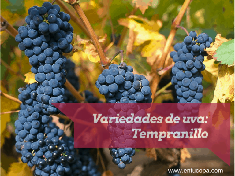 Variedades de uva: Tempranillo