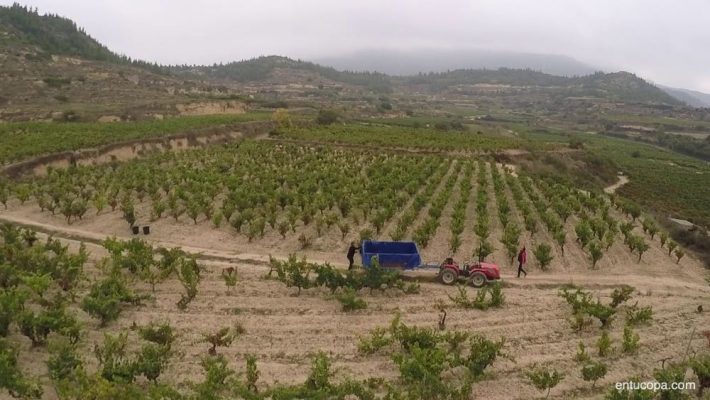 Abel Mendoza: El blanco de Rioja que conquistó a Parker